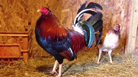 how to prepare gamefowl|Your Farming Guide For Free.